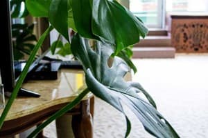 Отель Plaza. Полулюкс двухместный 603 6