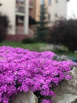 Срібний Водограй 22