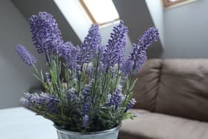 У Доминикана 14