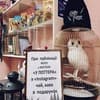 У Поттера 12-13/17