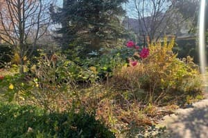 У Роксолани 5